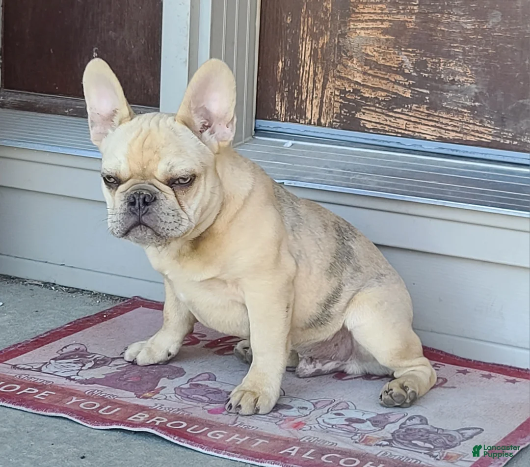 French Bulldog dogs for sale: Coco merle male - Ad 1