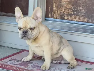 French Bulldog dogs for sale: Coco merle male - Ad 4