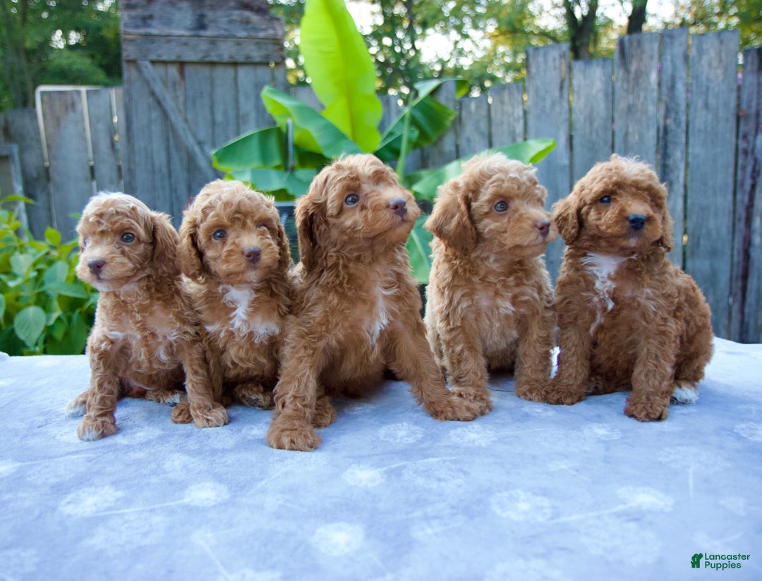 Full Grown Curly Ginger Teacup Poodle Murphy -Male Red Toy AKC
