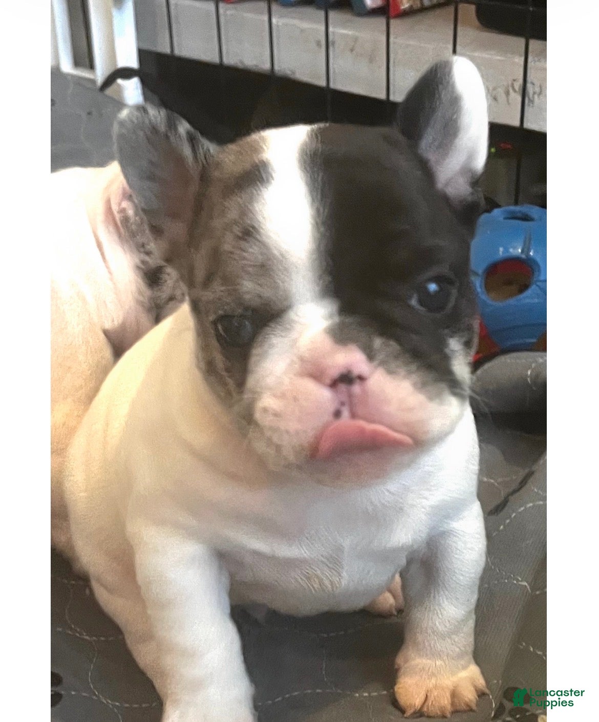 French Bulldog dogs Titan - Ad 2