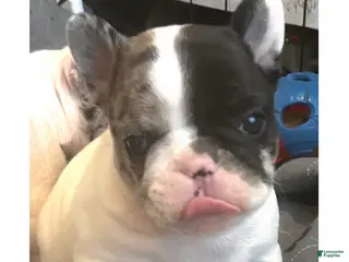 French Bulldog dogs Titan - Ad 2