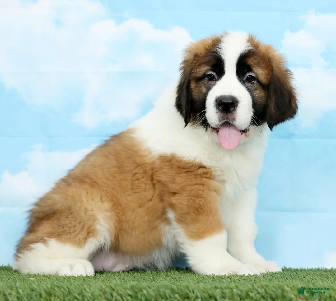 Saint Bernard dogs for sale: Tammy - Ad 4