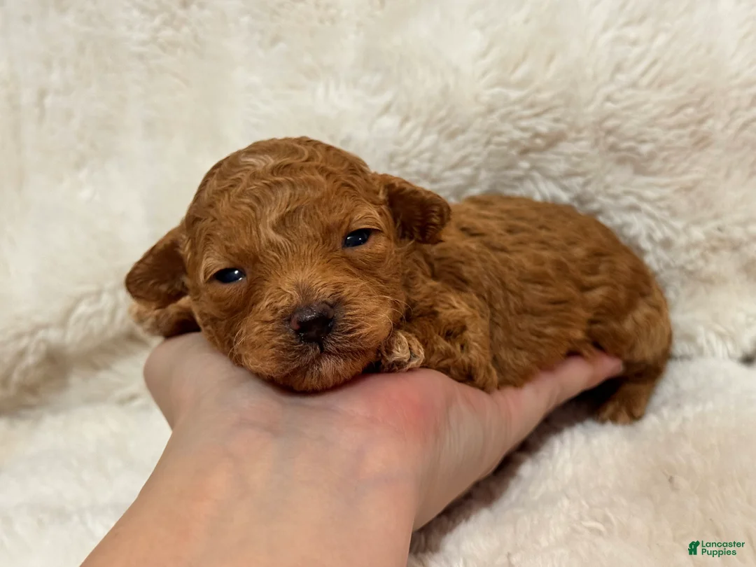 Toy Poodle dogs for sale: Louie - Ad 8
