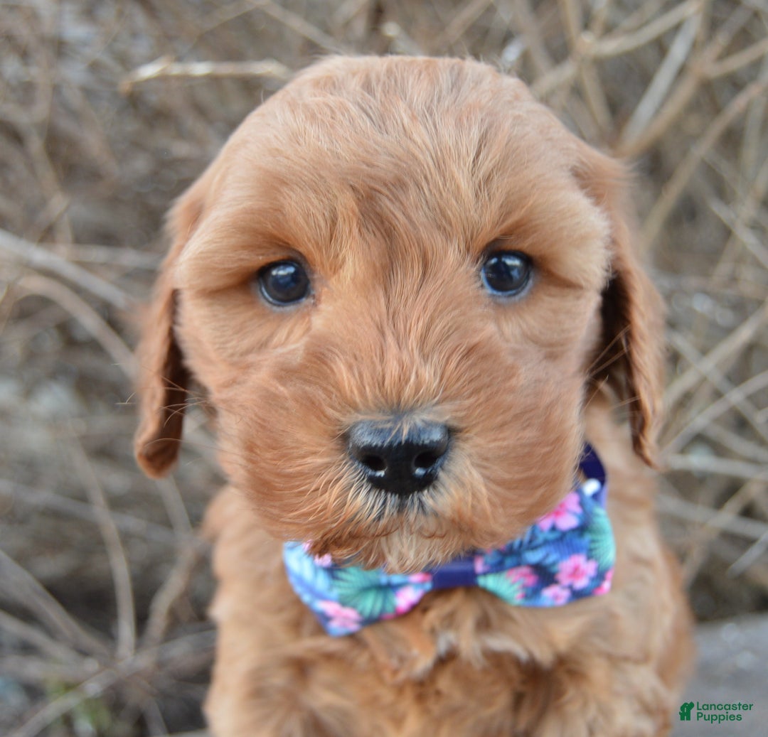 Cockapoo dogs for sale: Cora - Ad 5