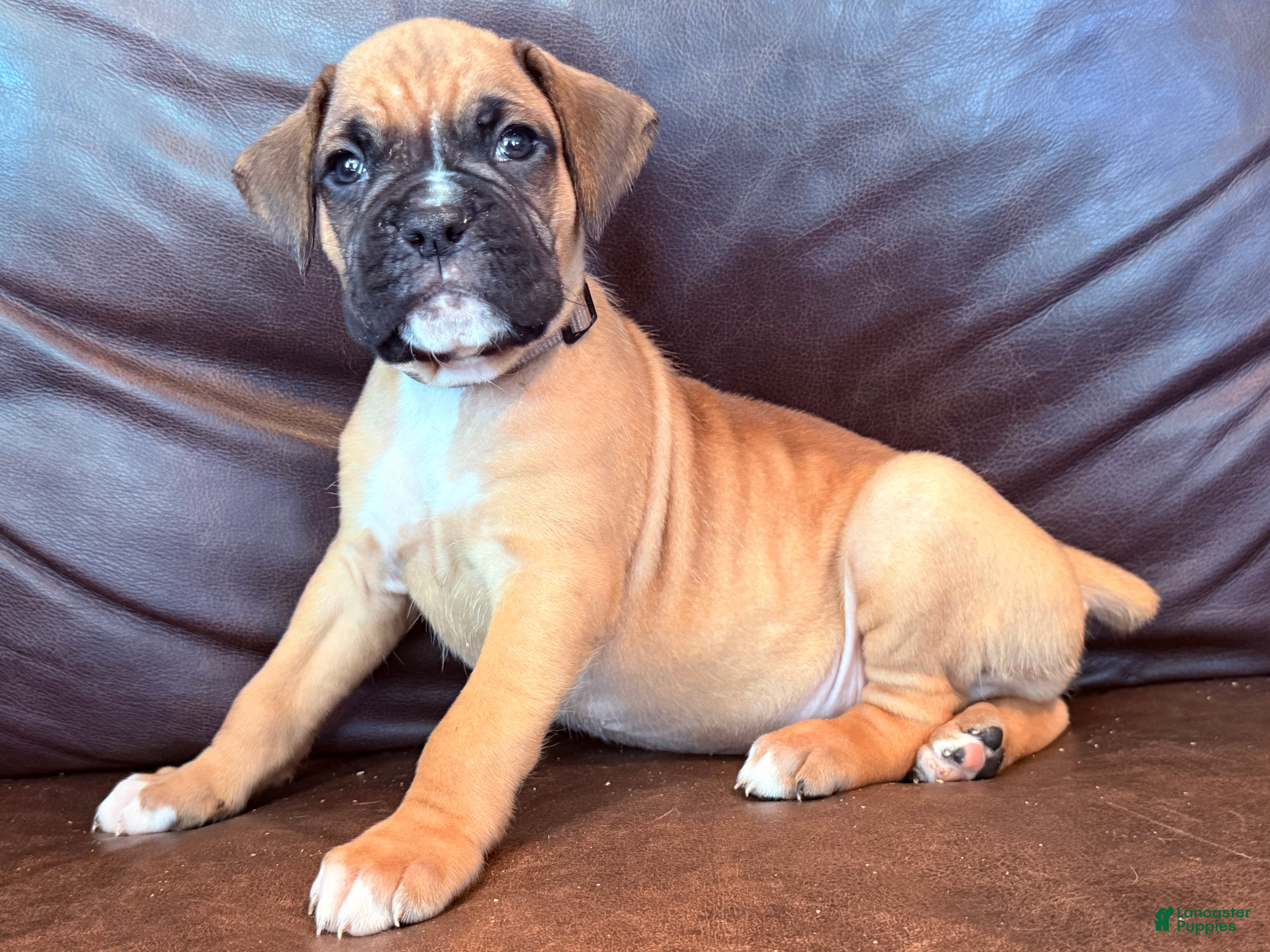 Boxer dogs Bruno - Ad 2