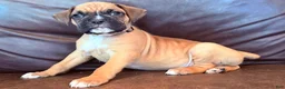 Boxer dogs for sale: Bruno - Ad 2