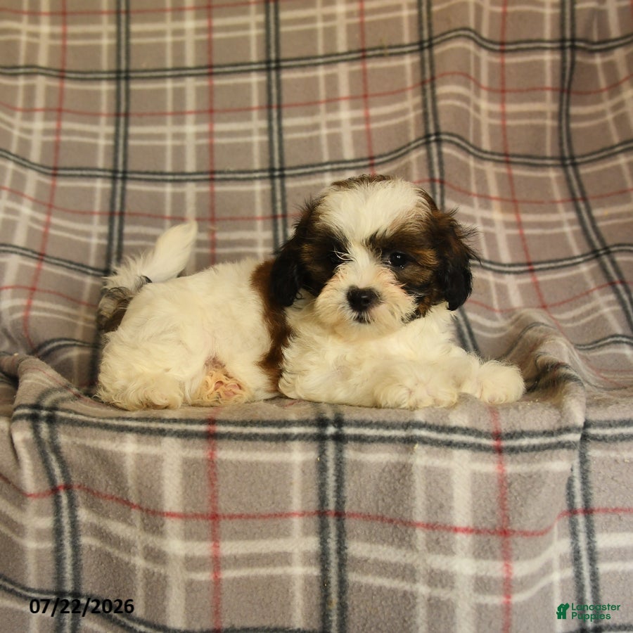 Mixed Breed dogs Utopia - Ad 2