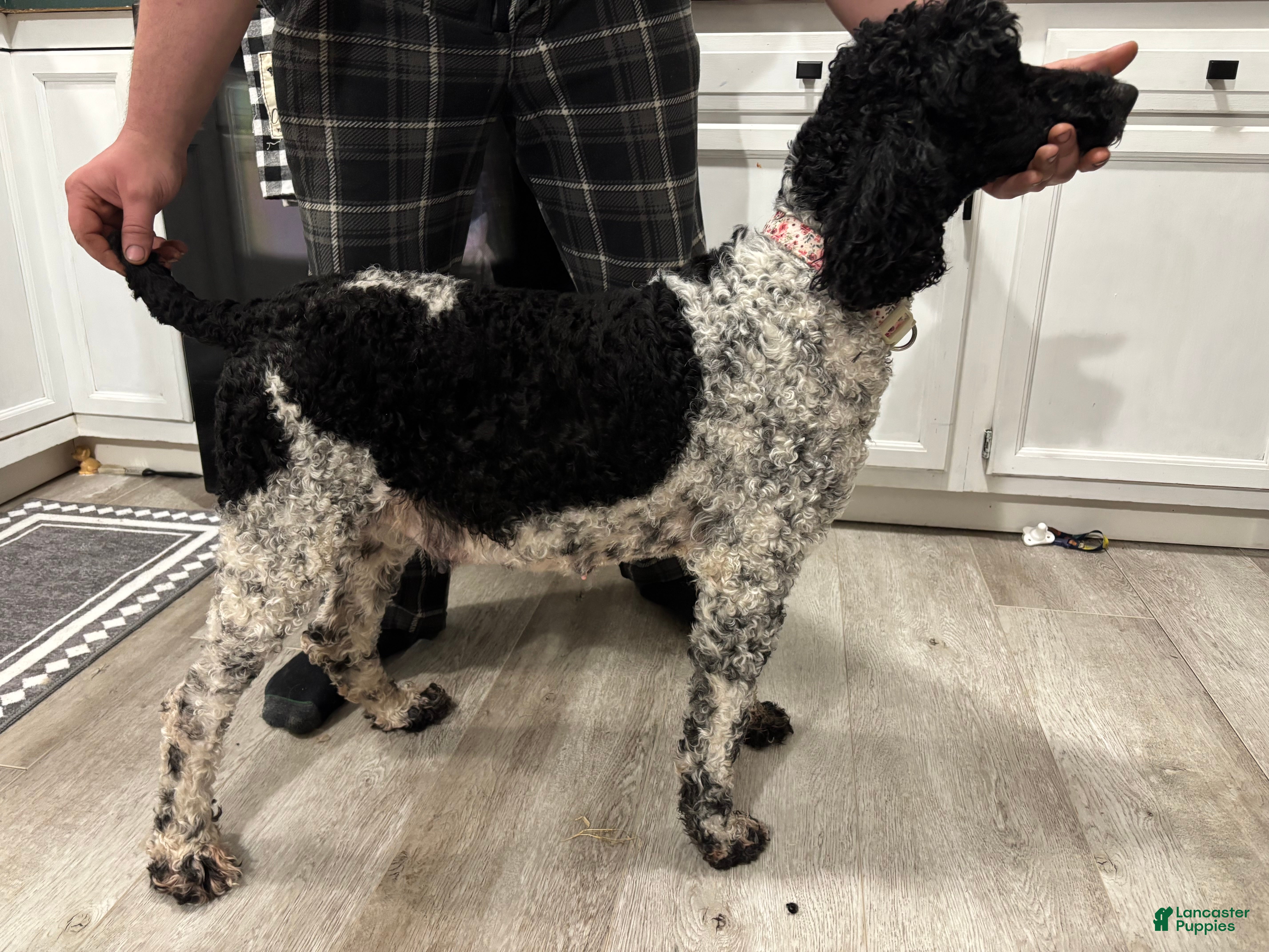 Standard Poodle dogs Ellie - Ad 2