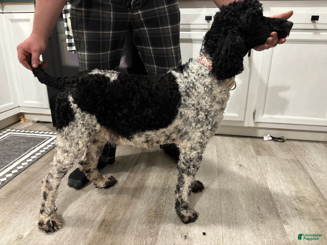 Standard Poodle dogs for sale: Ellie - Ad 2
