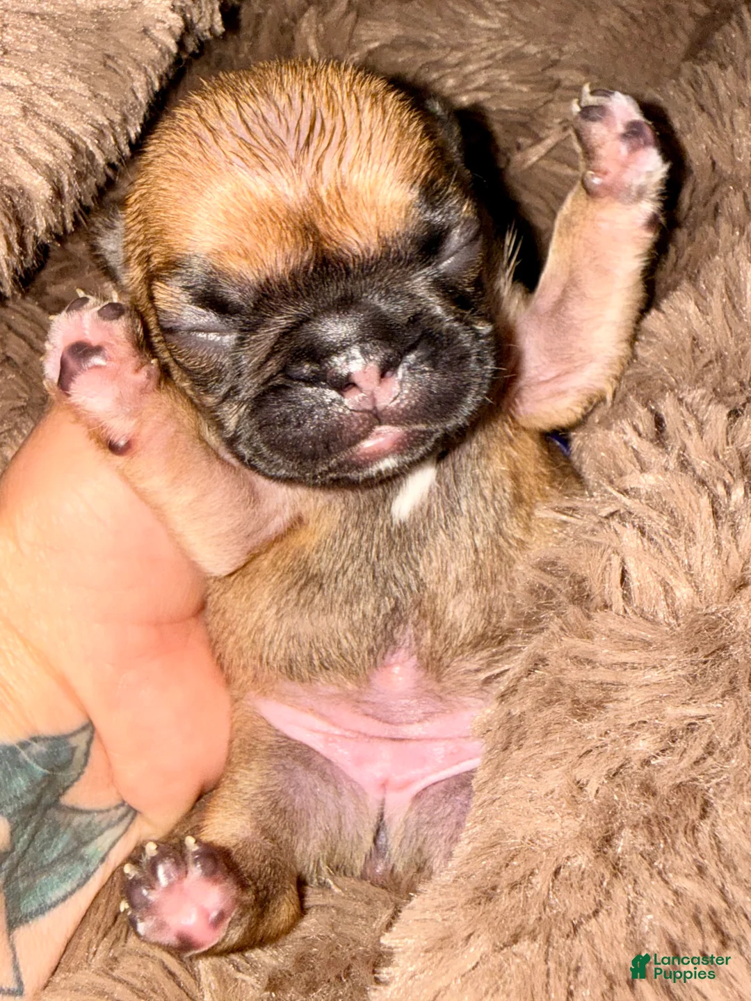 French Bulldog dogs for sale: French Bulldog Puppy 3 - Ad 4