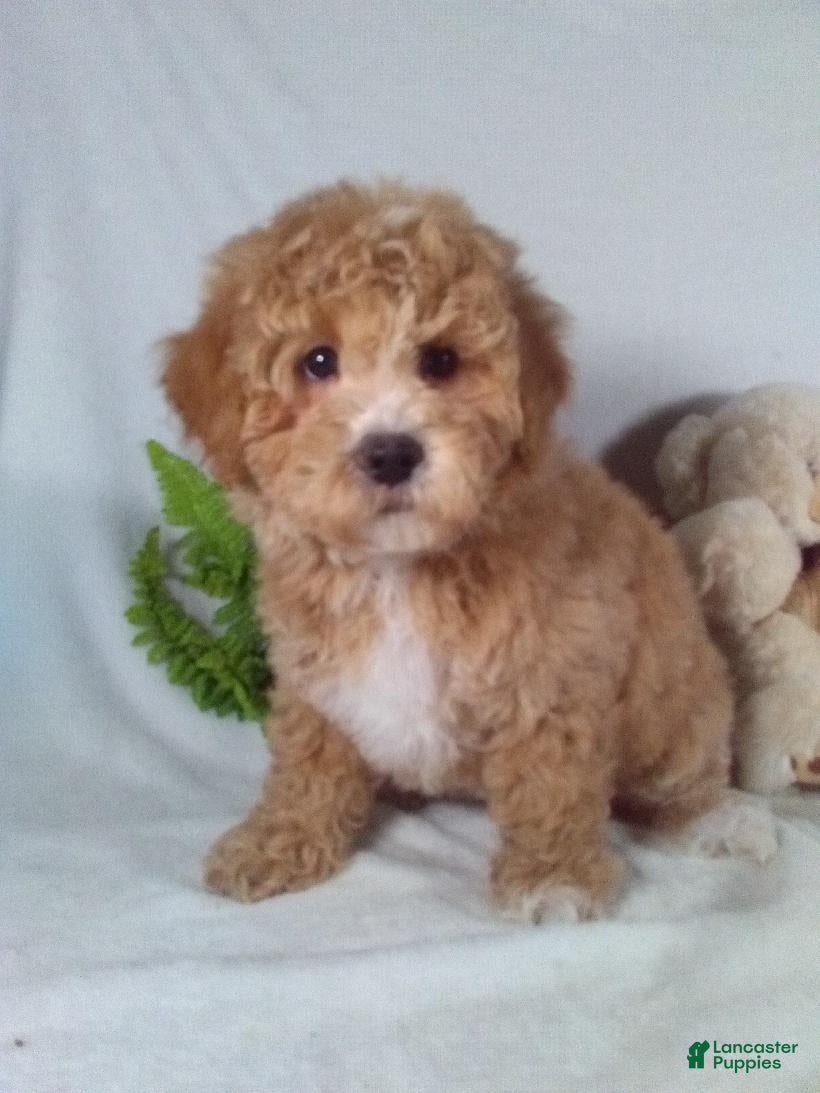 Bichpoo dogs Alex - Ad 2