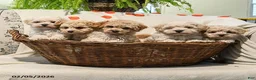 Maltipoo dogs for sale: Arlin - Ad 5