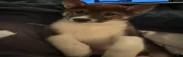 Shiba Inu dogs for sale: Touka  - Ad 9