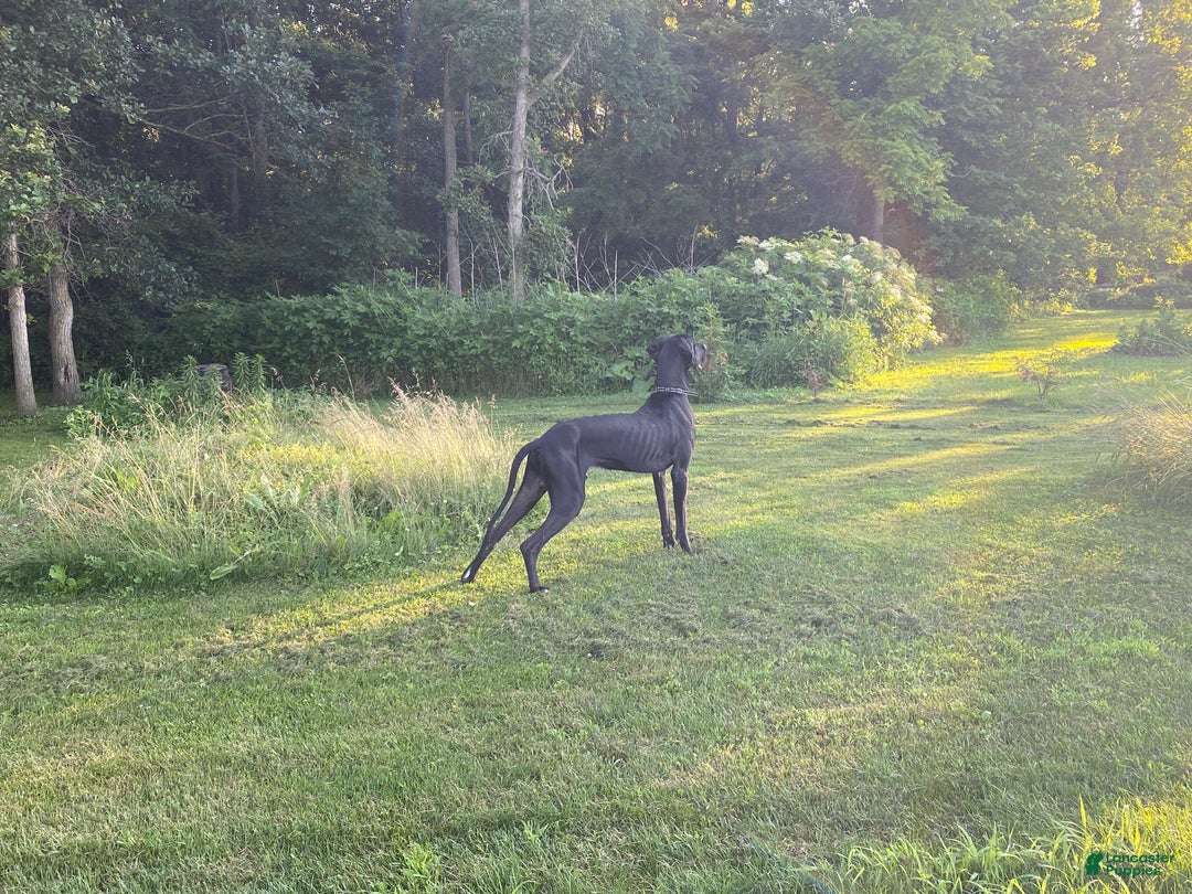 Mixed Breed dogs for sale: Lynx - Ad 7