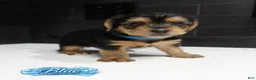 Shorkie dogs for sale: Shorkie 1 (Blue Collar) - Ad 2