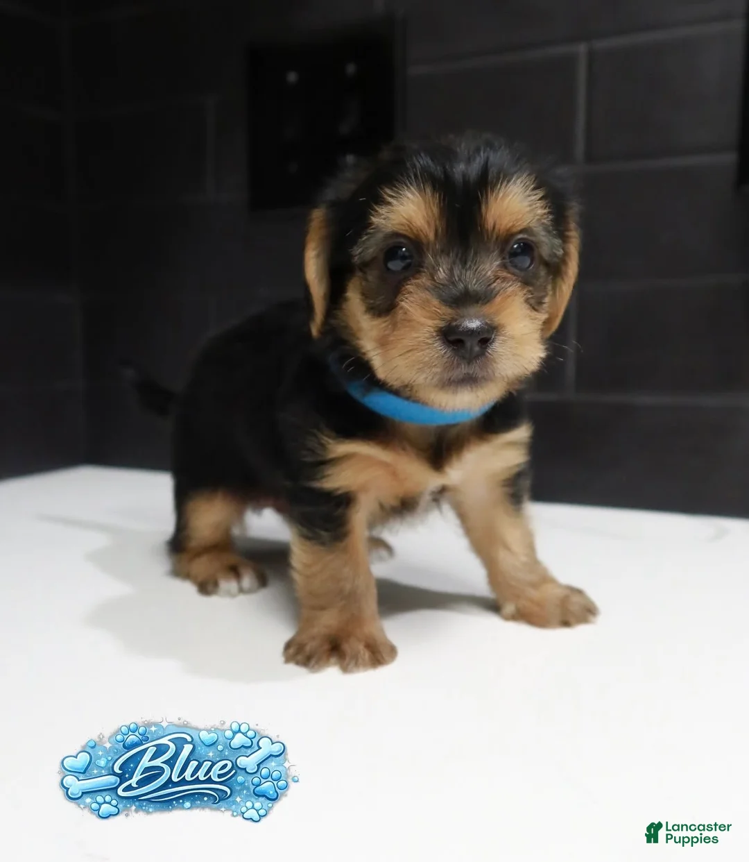 Shorkie dogs for sale: Shorkie 1 (Blue Collar) - Ad 2