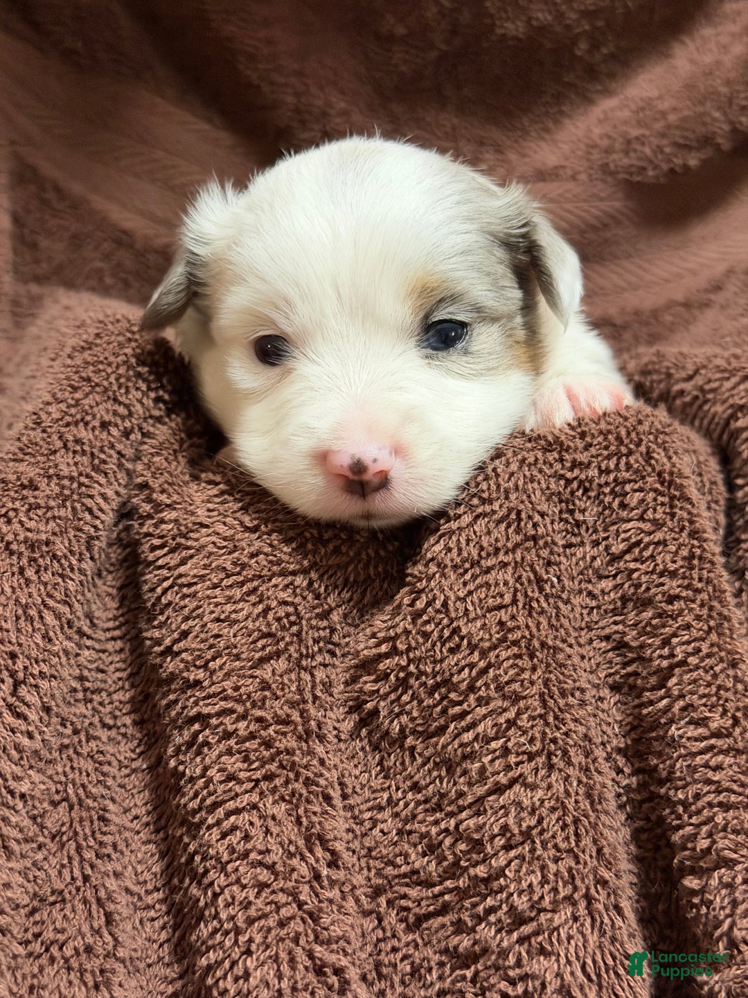 Miniature Australian Shepherd dogs for sale: PINK - Ad 3
