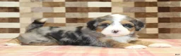 Mini Bernedoodle dogs for sale: Charlie - Ad 6