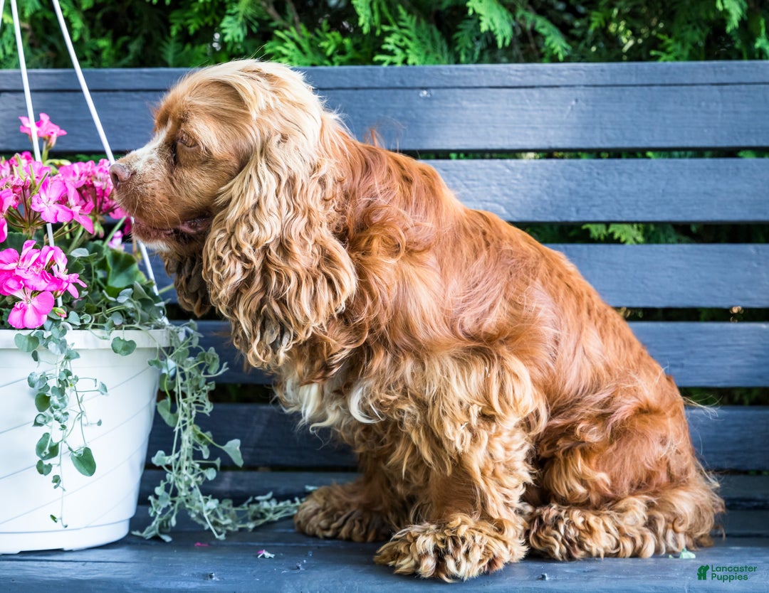 Cocker Spaniel dogs for sale: Tony - Ad 10