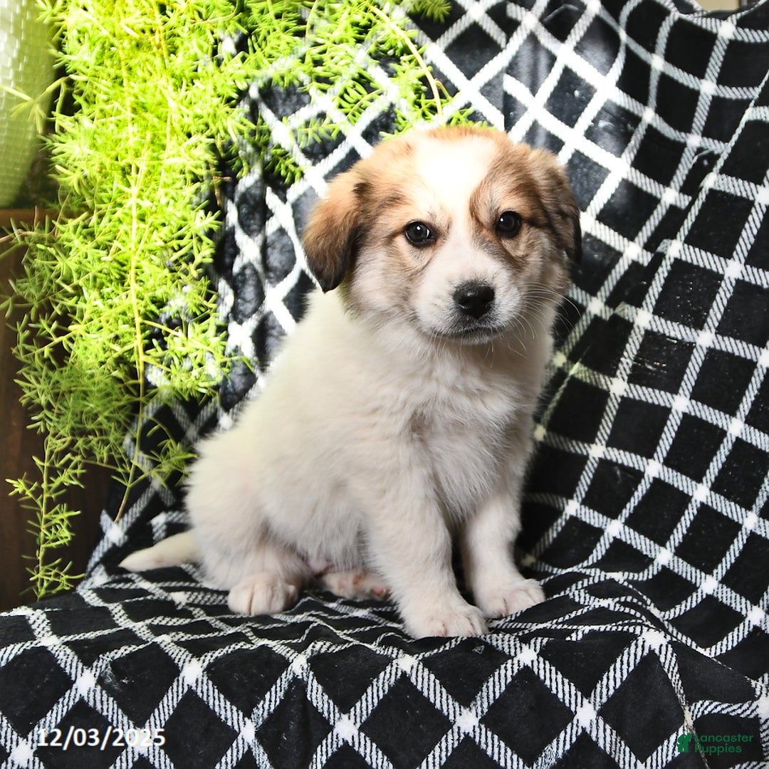 Great Pyrenees dogs for sale: Haley - Ad 5