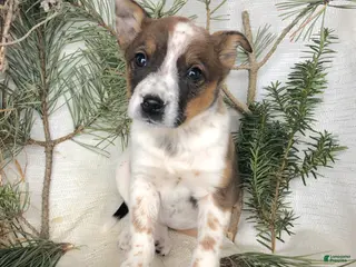 Mixed Breed dogs Mixed Breed Puppy 6 - Ad 9