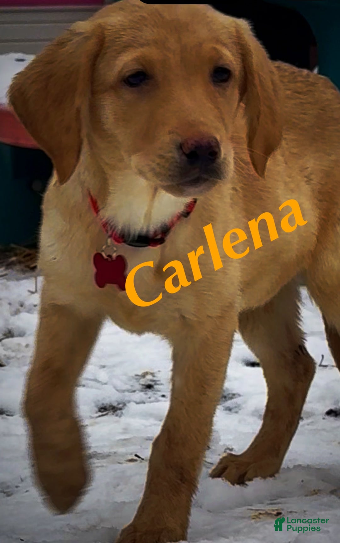 Labrador Retriever dogs for sale: Labrador Retriever Puppy 1 - Ad 1