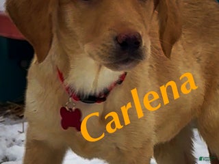 Labrador Retriever dogs Labrador Retriever Puppy 1 - Ad 36