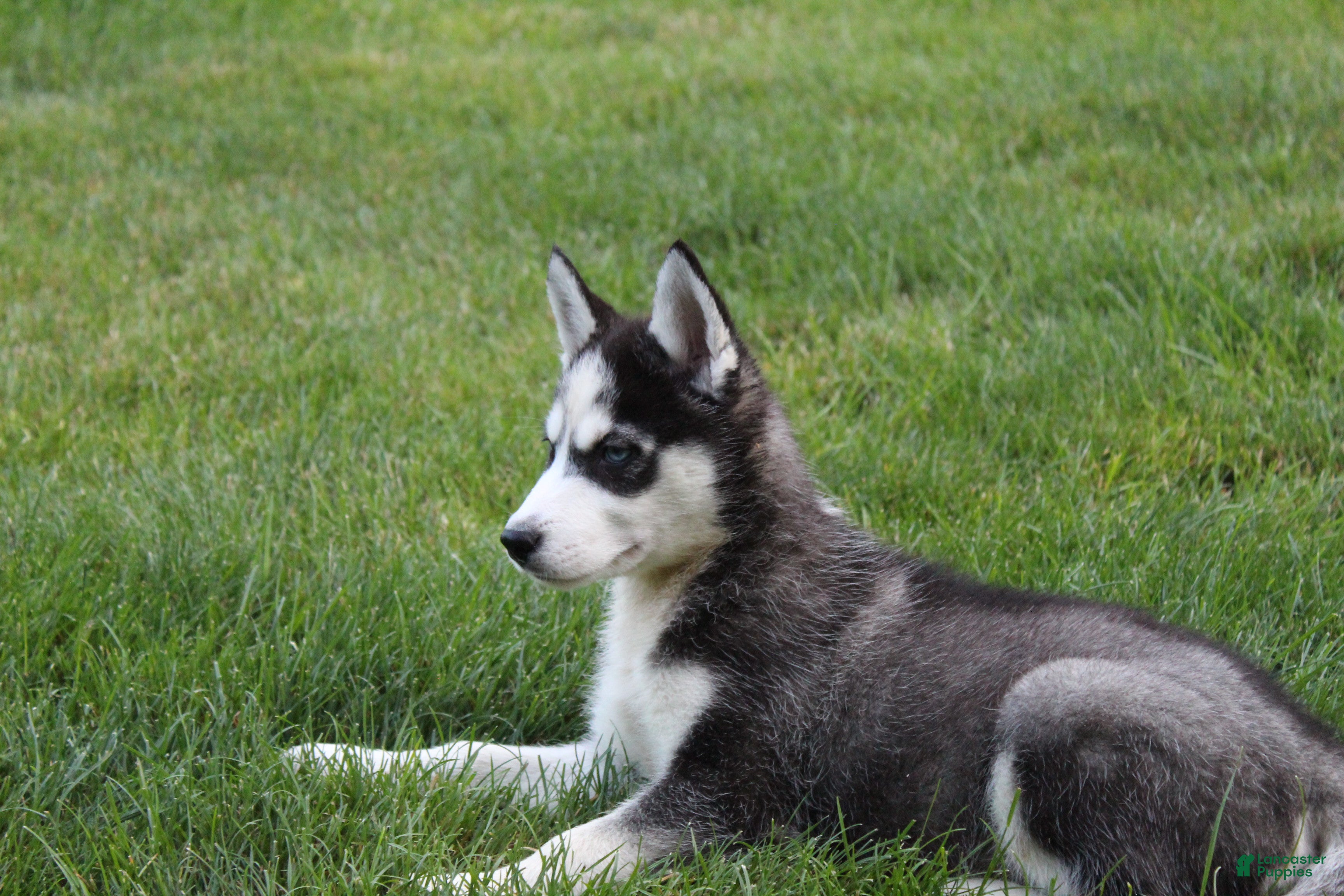 Siberian Husky dogs Maverick  - Ad 2