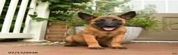 Belgian Malinois dogs for sale: Ripple - Ad 1