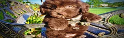 Havapoo dogs for sale: Emily - Ad 6