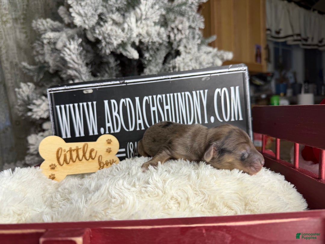 Miniature Dachshund dogs for sale: Cream dapple - Ad 1