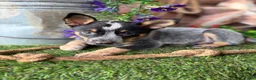 Australian Cattle Dog dogs for sale: Australian Cattle Dog 2 - Ad 2