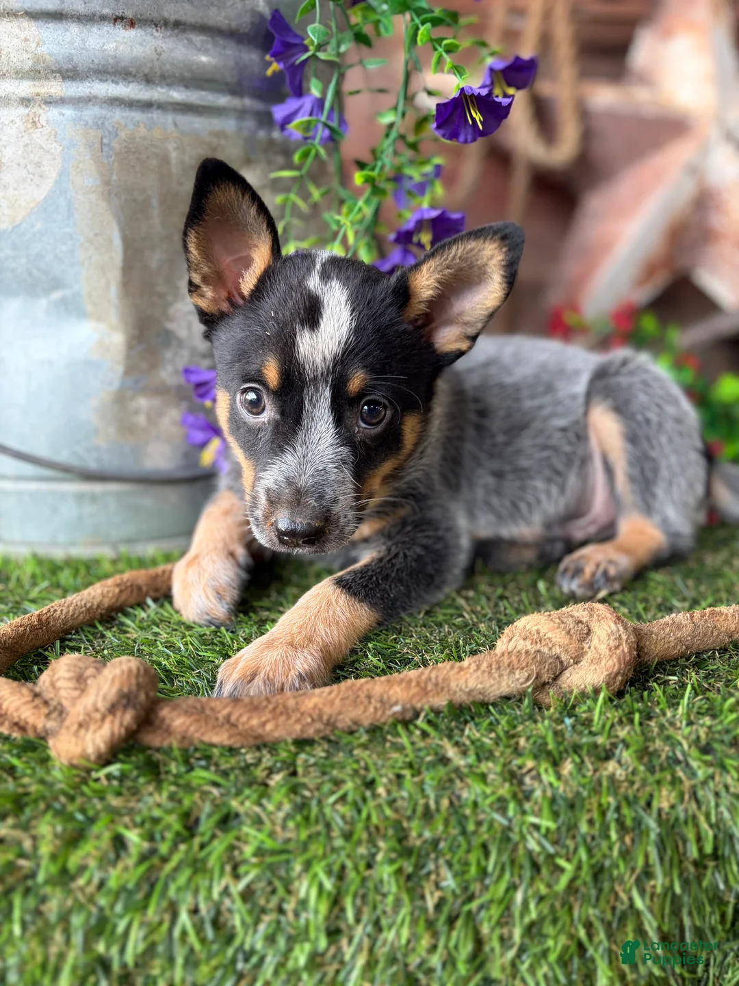 Australian Cattle Dog dogs for sale: Australian Cattle Dog 2 - Ad 2