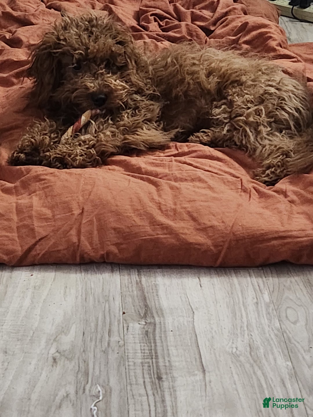 Cavapoo dogs for sale: Pharoah - Ad 1