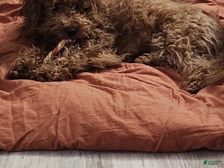 Cavapoo dogs Pharoah - Ad 1