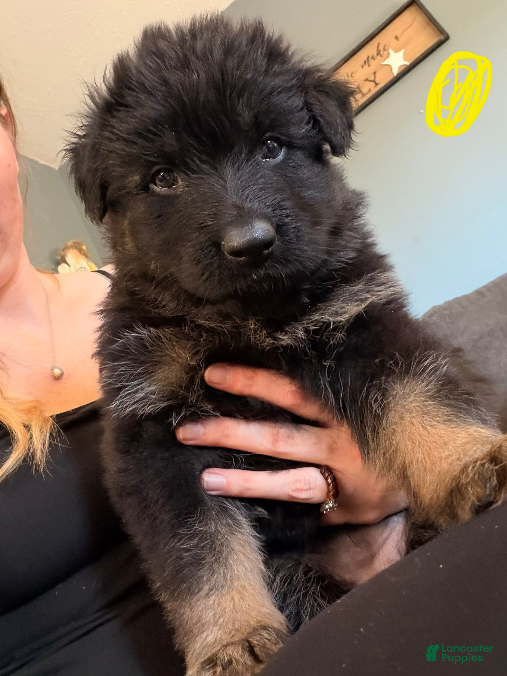 German Shepherd dogs Long Coat German Shepherd- Yellow Female - Ad 23