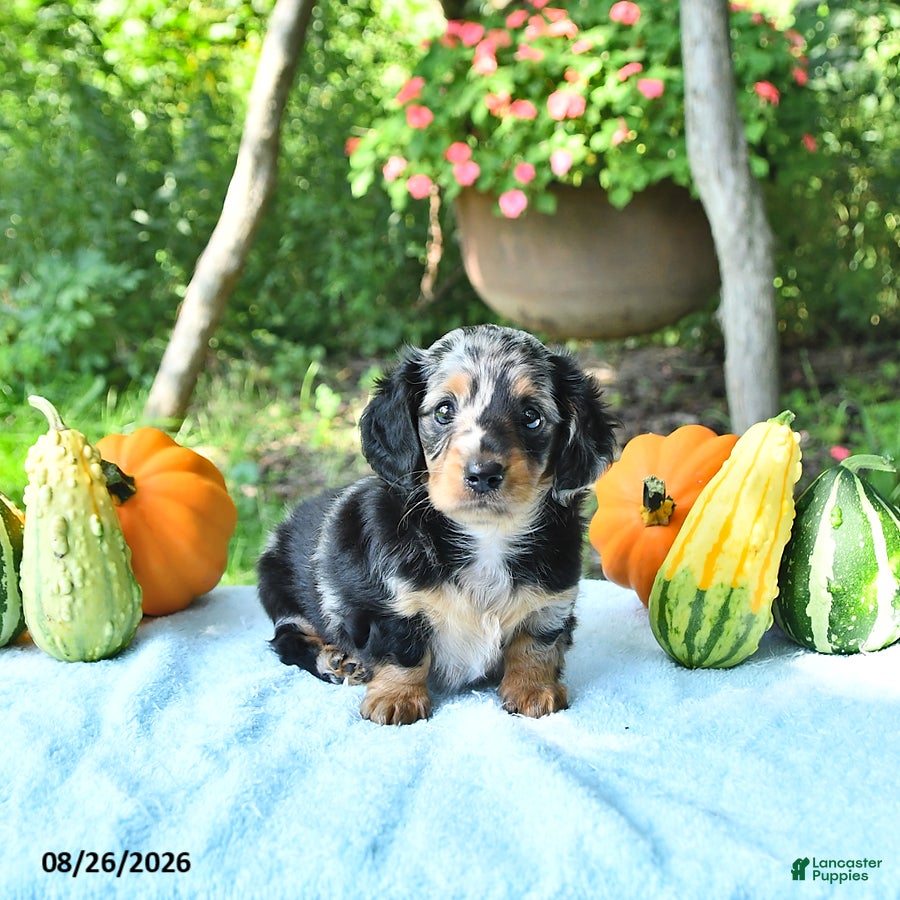 Miniature Dachshund dogs Princess - Ad 1