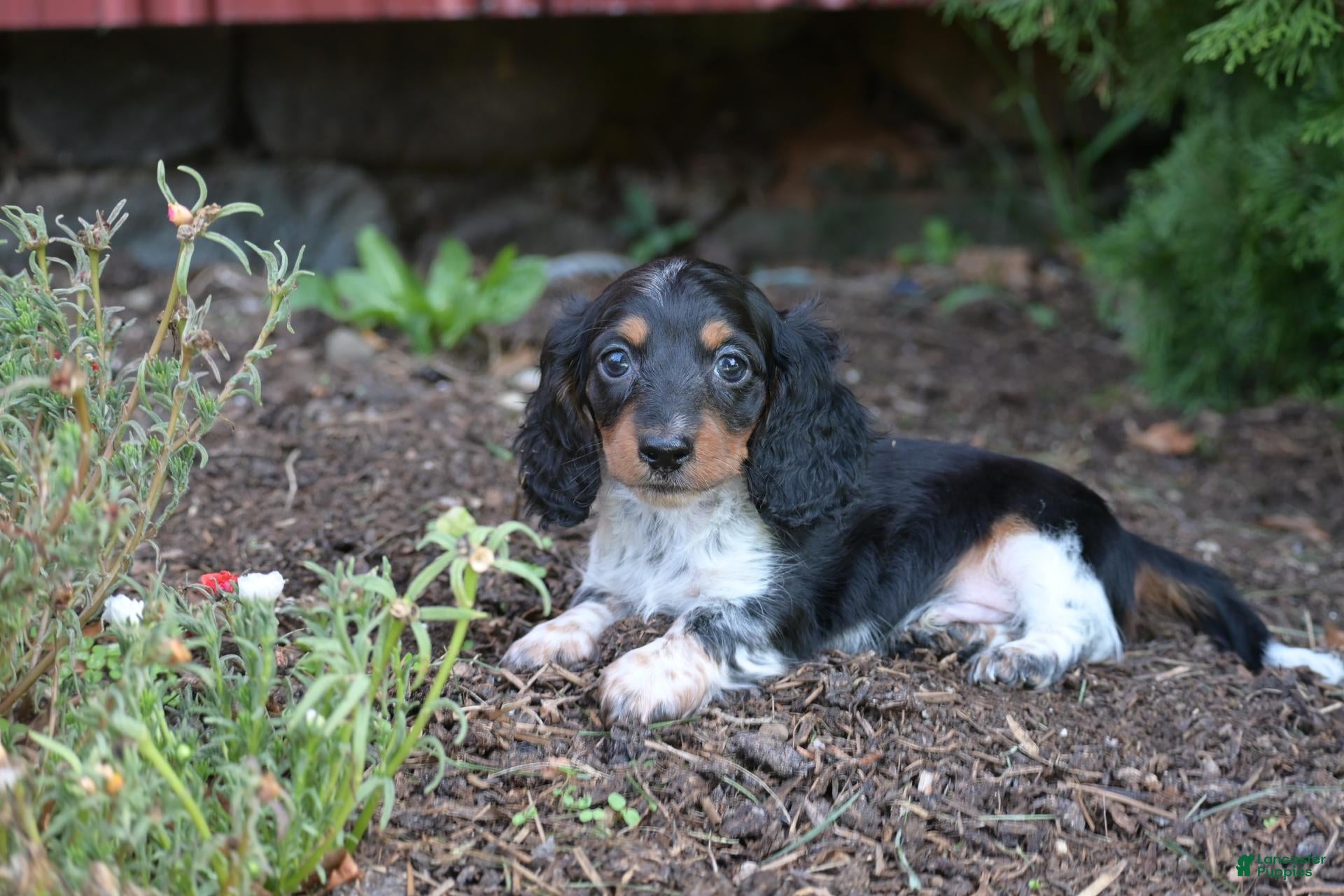 Miniature Dachshund dogs Buster  - Ad 1