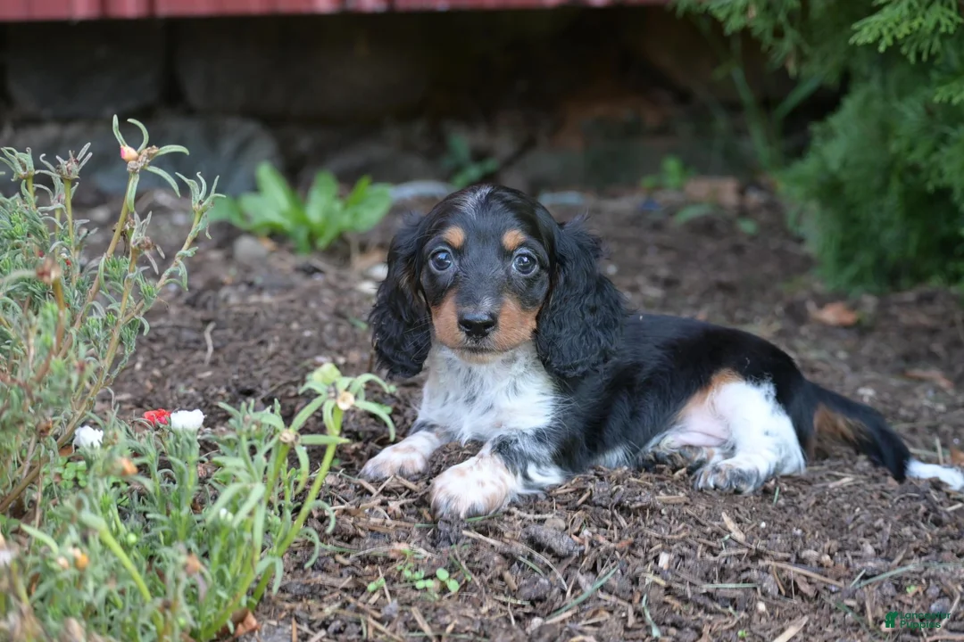 Miniature Dachshund dogs for sale: Buster  - Ad 1