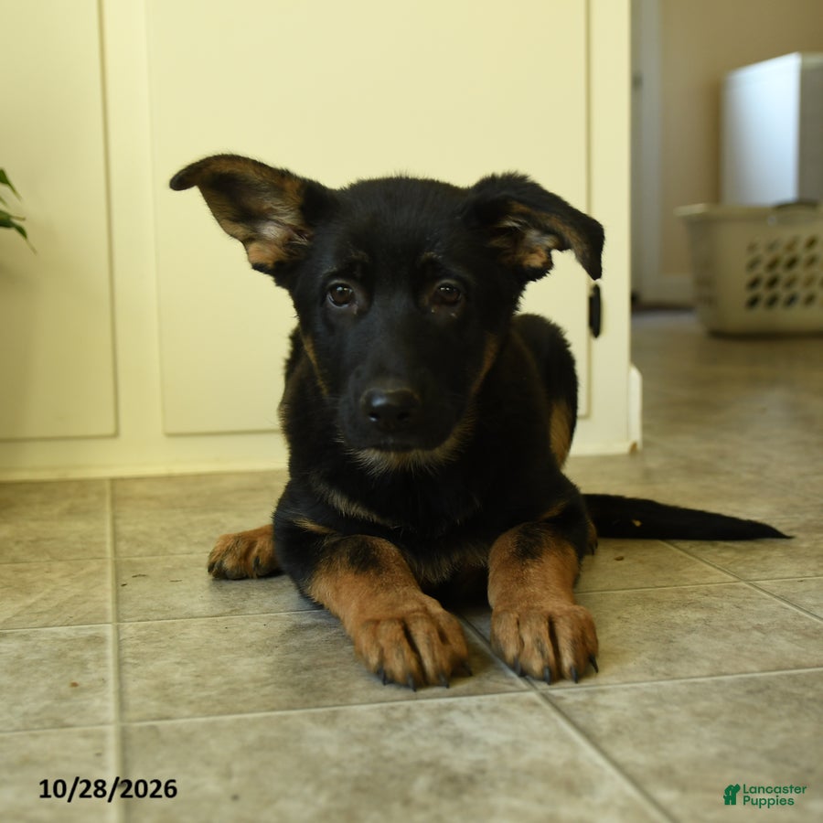 German Shepherd dogs for sale: Rogue - Ad 1