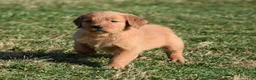 Golden Retriever dogs for sale: Tammy     Genetic/OFA - Ad 3