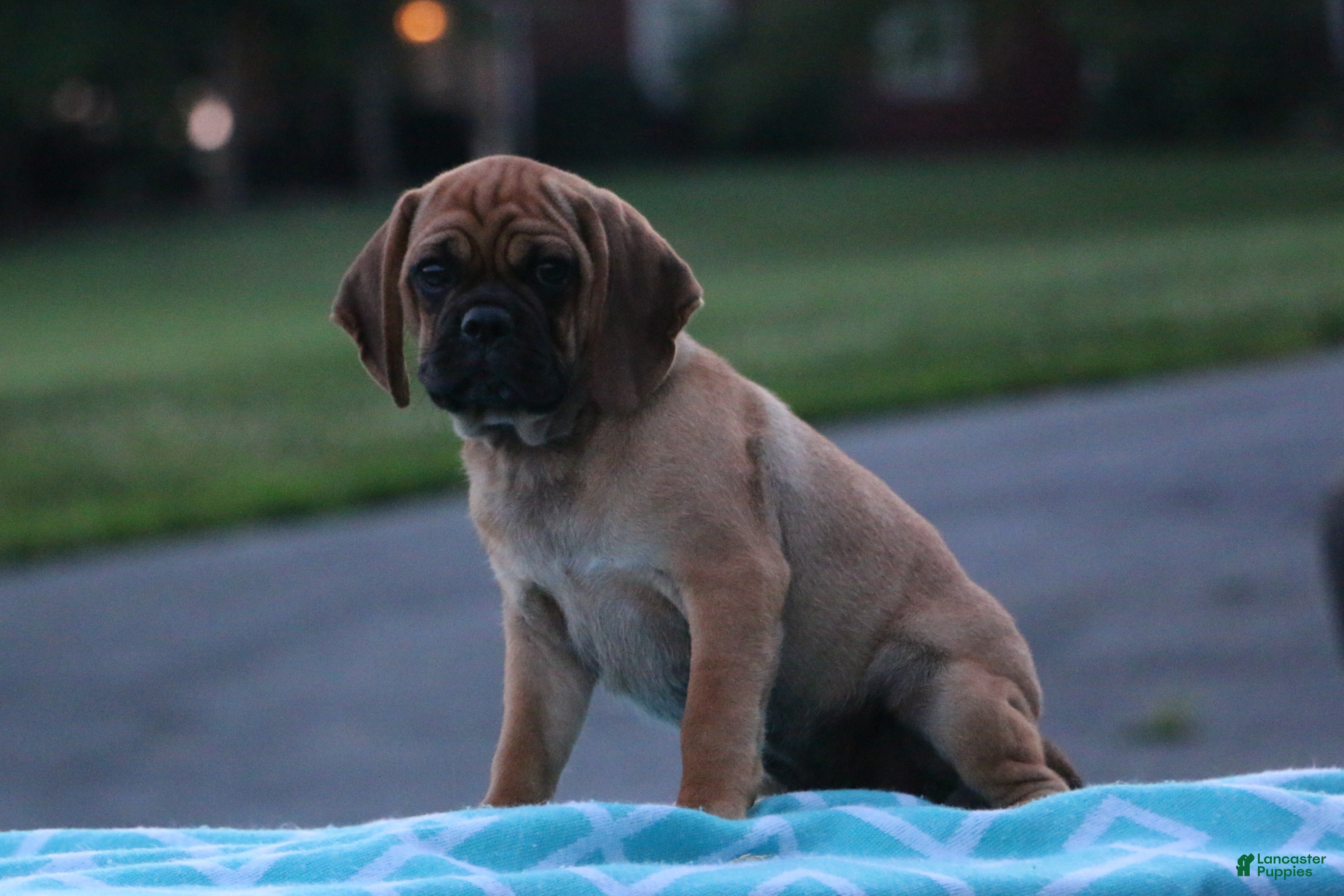 Puggle dogs Koby - Ad 2