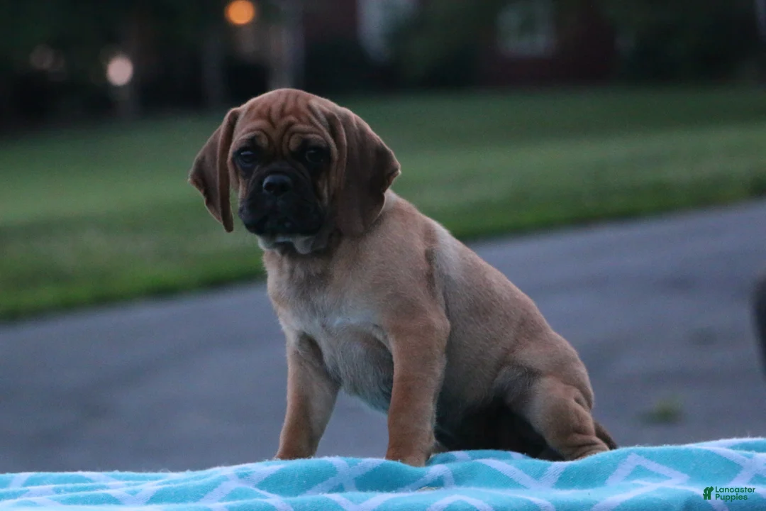 Puggle dogs for sale: Koby - Ad 2