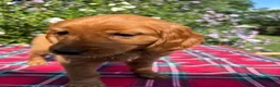 Mixed Breed dogs for sale: Mia - Irish Goldendoodle  - Ad 6