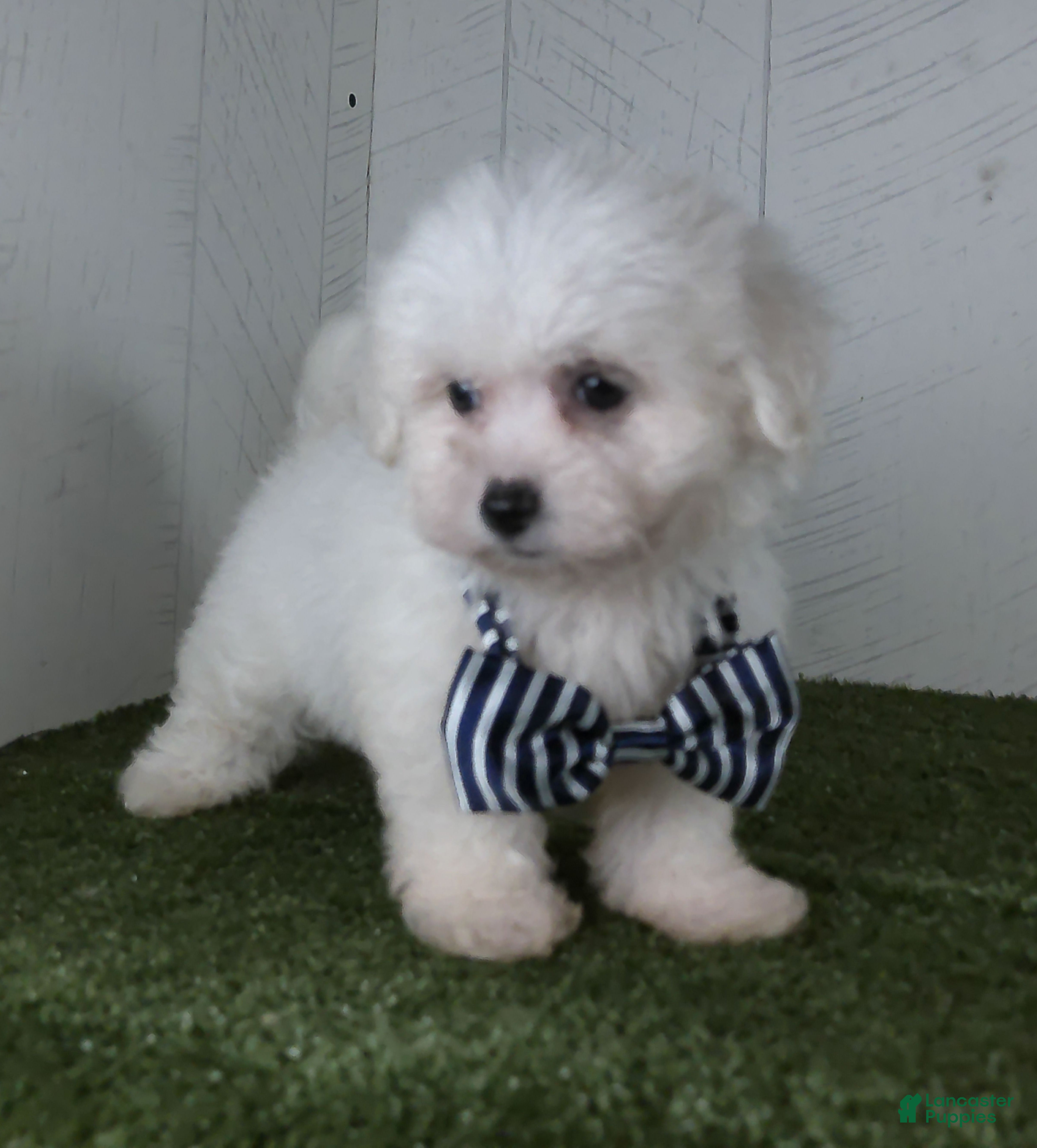 Teddy Bear dogs Bennet - Ad 2