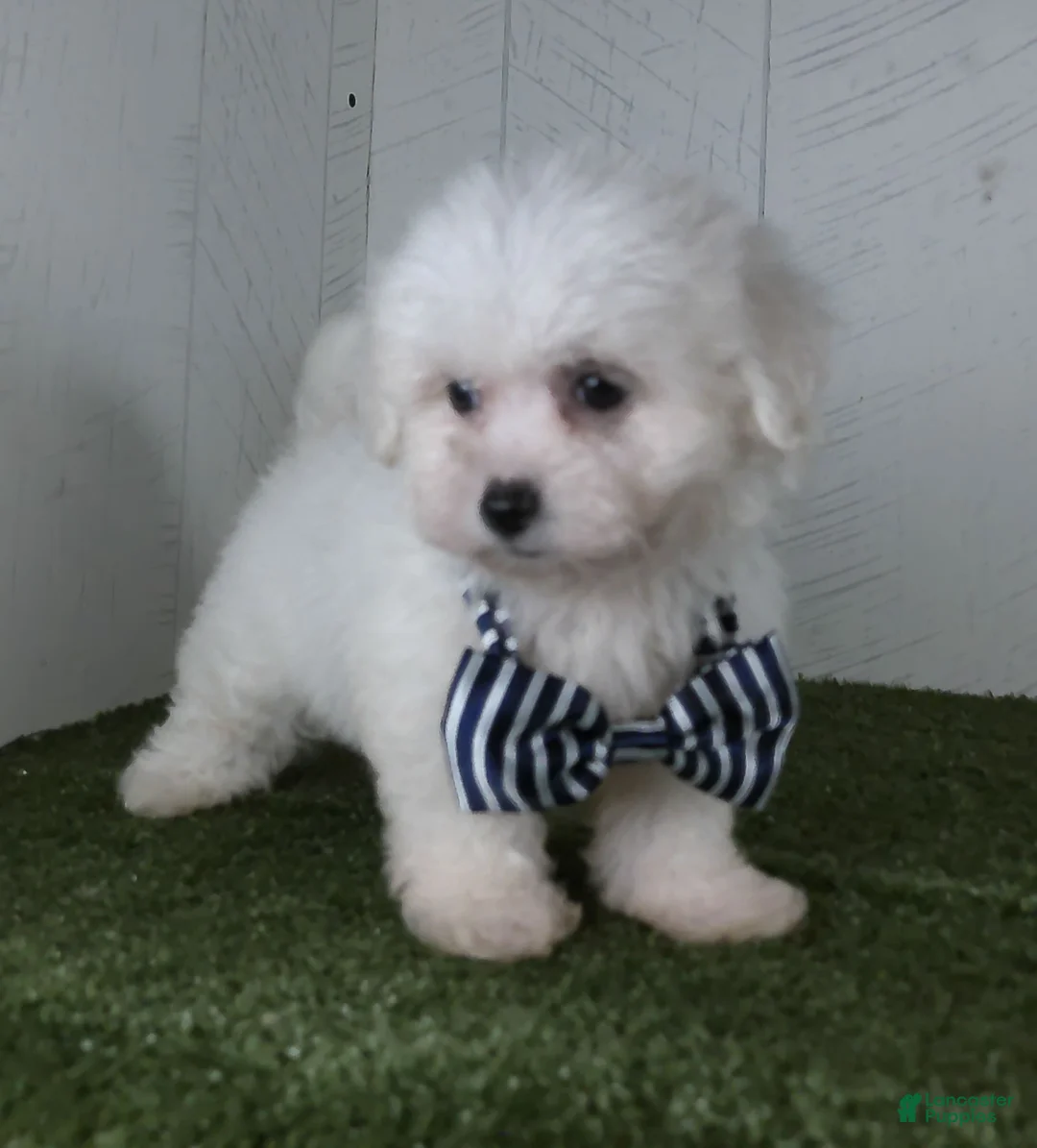 Teddy Bear dogs for sale: Bennet - Ad 2