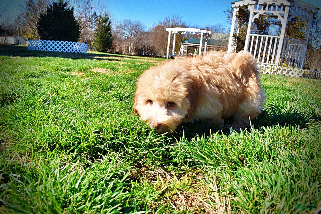 Havapoo dogs for sale: Ringo - Ad 15