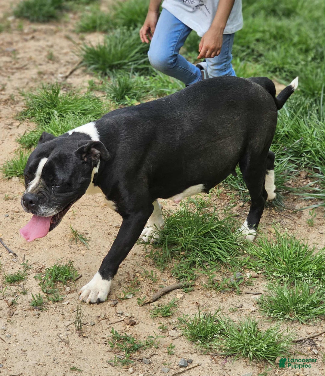 Alapaha Blue Blood Bulldog dogs for sale: Alapaha Blue Blood Bulldog Puppy 1 - Ad 10