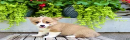 Welsh Corgi Pembroke dogs for sale: Rose - Ad 7