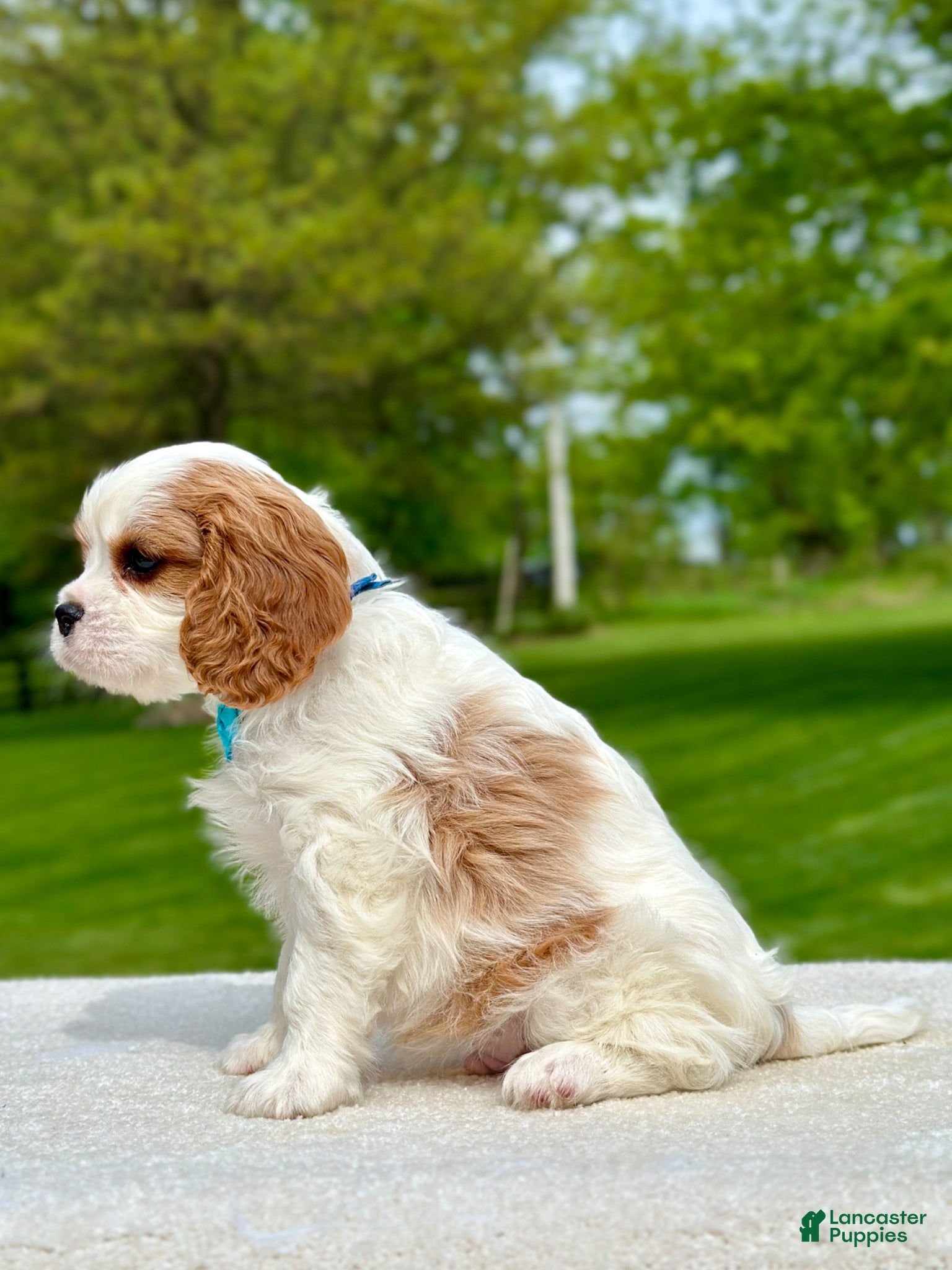 Cavalier King Charles Spaniel dogs Knox - Ad 2